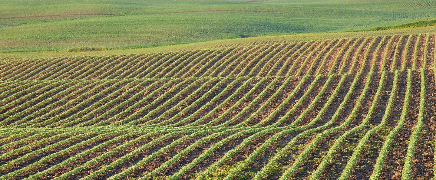 A field of crops across rolling hills